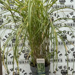 Miscanthus Sinensis 'Strictus Dwarf'