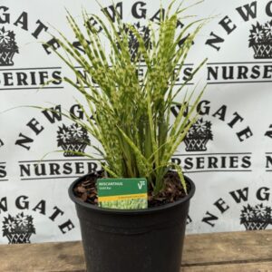 Miscanthus Gold Bar