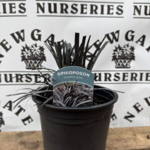Ophiopogon nigrescens C3