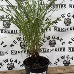 Panicum viratum Heavy Metal c3