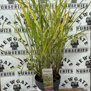 Panicum viratum 'Hanse Herms'