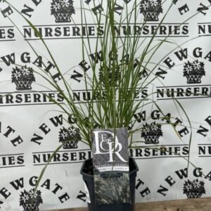 Pennisetum Hameln C3