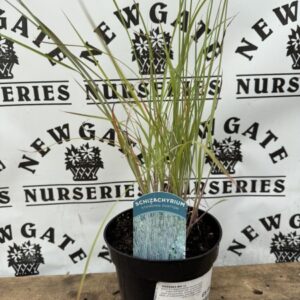 Schizachyrium Standing Ovation