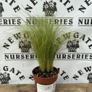 Stipa tenuissima pony tails C1