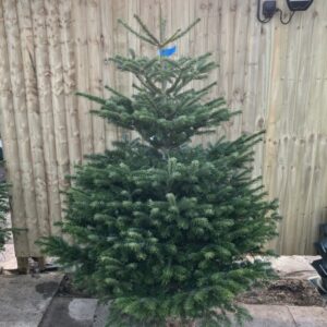STANDARD NONDROP BLUE+WHITE NORDMAN 5-6FT