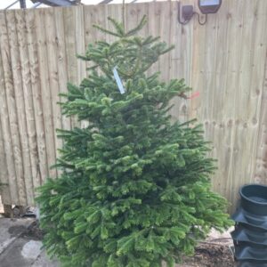 PREMIUM NONDROP (RED) NORDMAN 6-7ft
