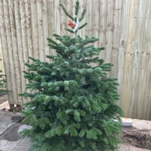 PREMIUM NONDROP (ORANGE) NORDMAN 5-6ft