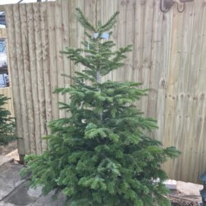 STANDARD NONDROP WHITE NORDMAN 7-9FT