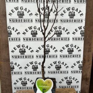 Pyrus (Pear) Clapps Favourite