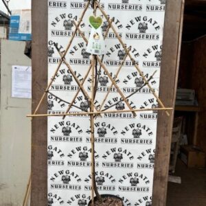 Pyrus (Pear) Clapps Favourite Fan Trained