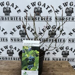 Highbush blueberry, Swamp blueberry, Blueberry, American blueberry