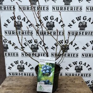 Highbush blueberry, Swamp blueberry, Blueberry, American blueberry