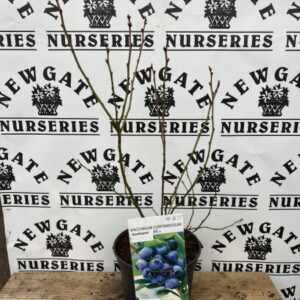 Highbush blueberry, Swamp blueberry, Blueberry, American blueberry