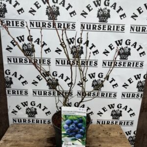 Highbush blueberry, Swamp blueberry, Blueberry, American blueberry