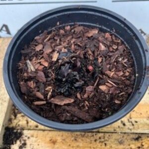 Rhubarb Victoria Crown Potted 2L