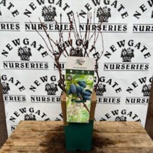 Highbush blueberry, Swamp blueberry, Blueberry, American blueberry