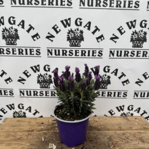 Lavender Stoechas 'Toscane' C1.95
