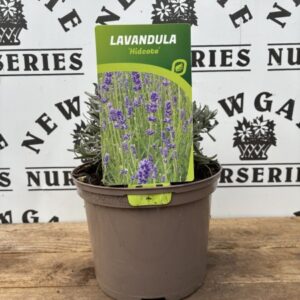 lavender Hidcote C1.95