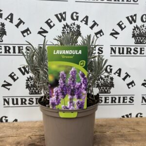 Lavender Grosso C1.95