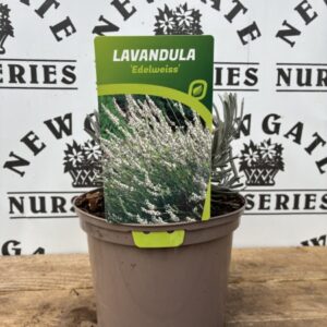 Lavender Edelweiss C1.95