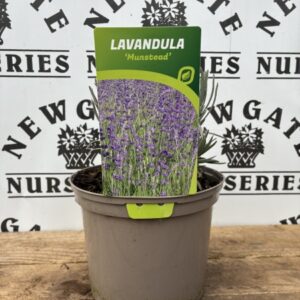 Lavender Munstead C1.95