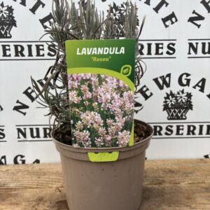 Lavender Rosea C1.95