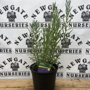 Lavandula angustifolia Blue Strain C2