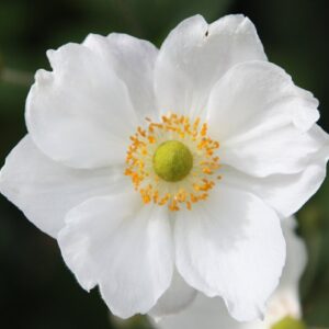 Anemone Alando WHITE