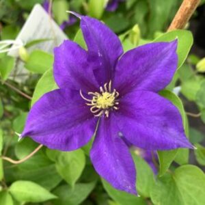 Clematis Boulevard Olympia