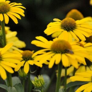 Echinacea Papello Classic Gold