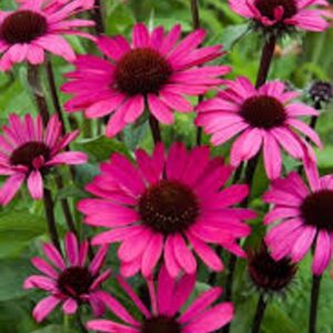 Echinacea Papello Classic Dragon Fruit
