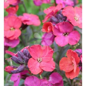 Erysimum Constant Cheer