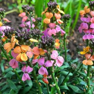 Erysimum Tropical sunset