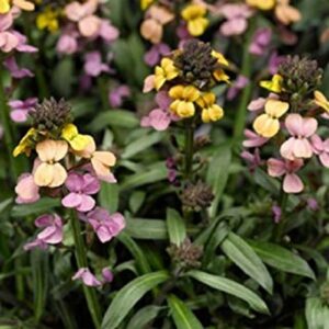 Erysimum Early Sunrise