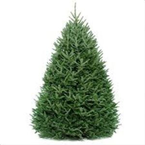 PREMIUM FRAISER FIR 5FT-6FT