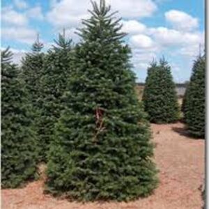 NONDROP NORDMAN PURPLE 5-6FT