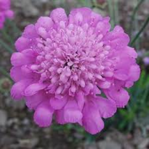 Scabious Pink Mist c2