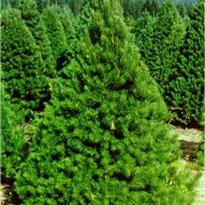 PREMIUM SCOTS PINE 5-6 FT