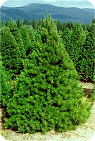 PREMIUM SCOTS PINE 5-6 FT
