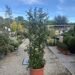 Ceanothus Yankee Point 1.5m Trellis C20