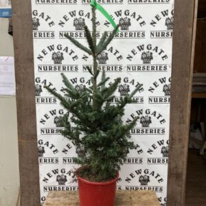 Abies Fraseri