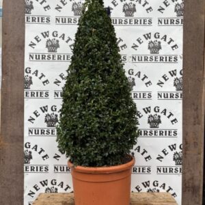 Buxus cone 80cm