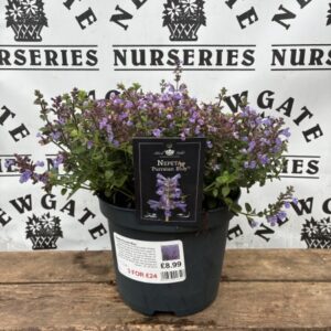 Nepeta Pursian Blue