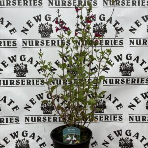 Salvia Cherry Lips