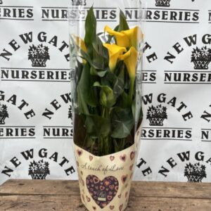 Zantedeschia Mix