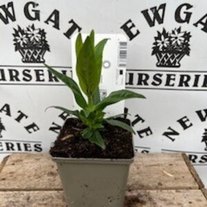 Penstemon Mix