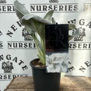 Senecio Angel Wings C2