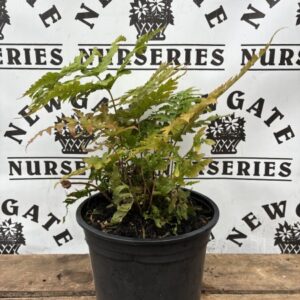 Dryopteris erythrosora C3