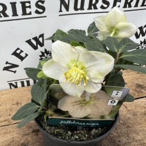 Helleborus Niger c1
