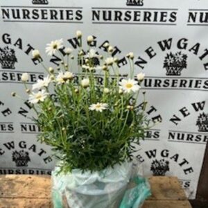 Argyranthemum c5